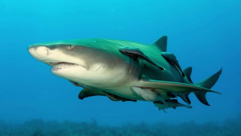 Lemon Shark vs. Stingray: Super-Fast Shark Chases Giant Stingray in Awesome Video!