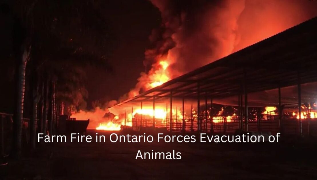 Massive Fire Erupts at Ontario Farm, Animals Evacuated