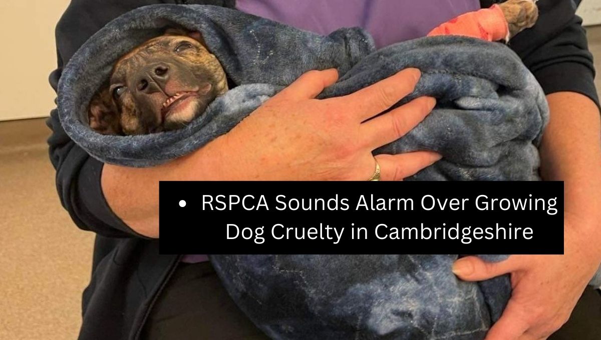 RSPCA Sounds Alarm Over Growing Dog Cruelty in Cambridgeshire