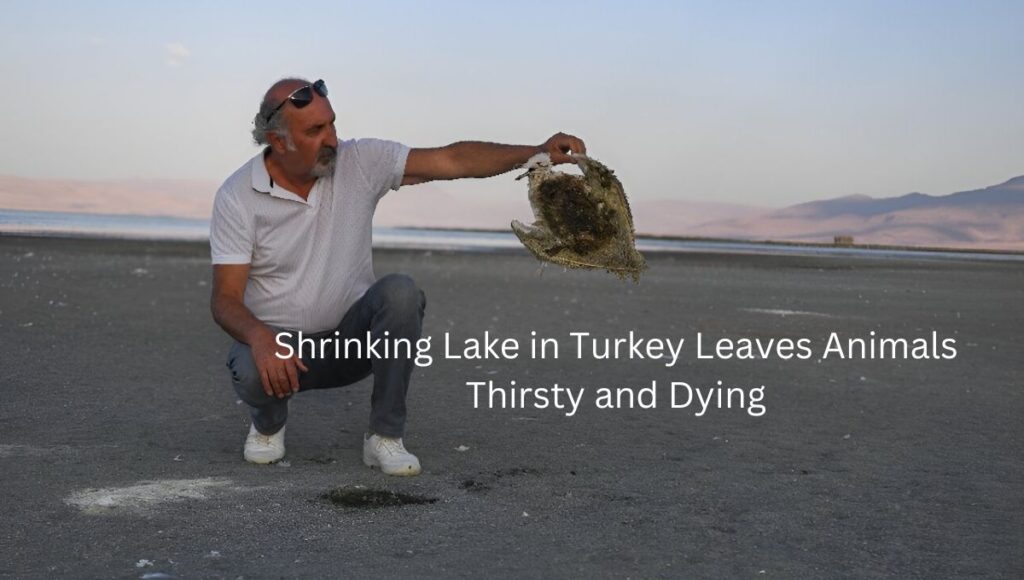 Shrinking Lake in Turkey Leaves Animals Thirsty and Dying