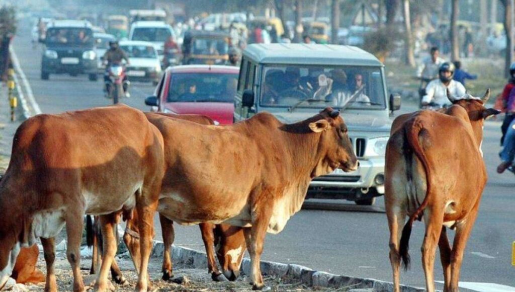 Stray Cattle Obstruction Incident