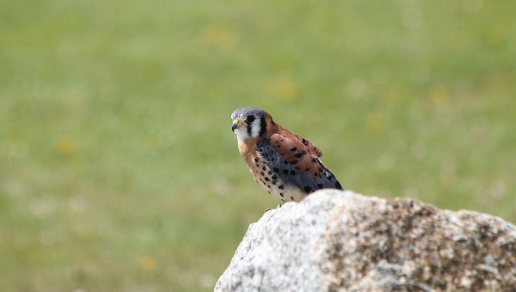 Types of Falcons in Alabama