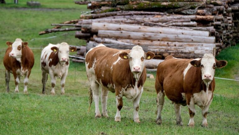 U.P. Government Steps Up for Animal Welfare: Electric Crematoriums Planned for Stray Cattle