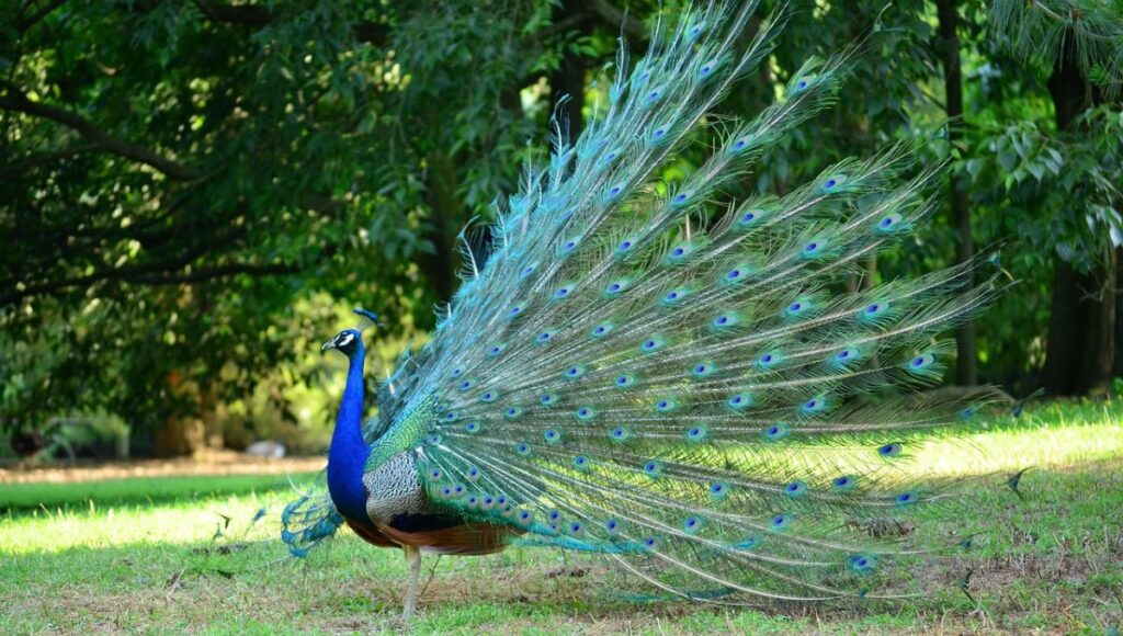 Are Peacocks Friendly