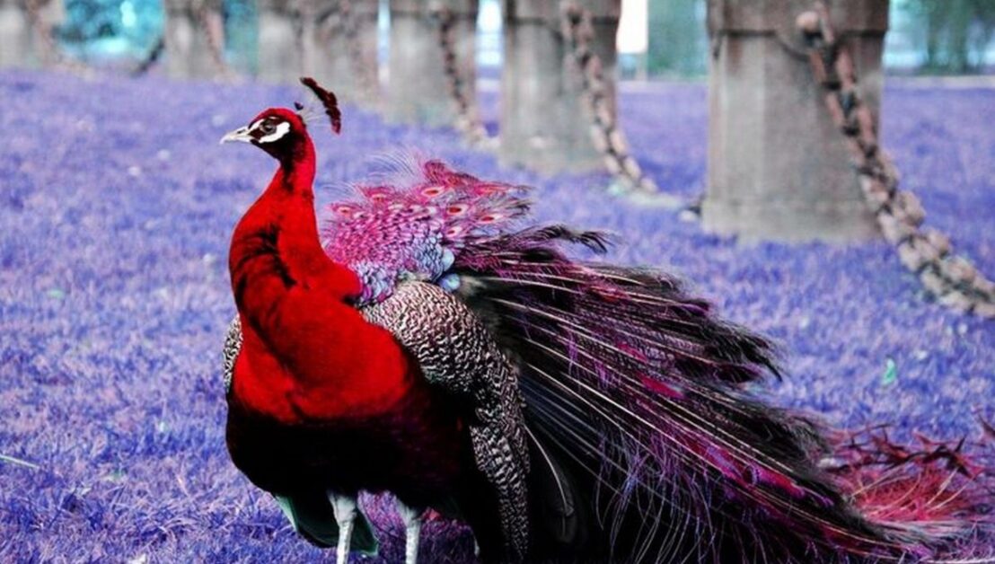 Are Red Peacocks Real