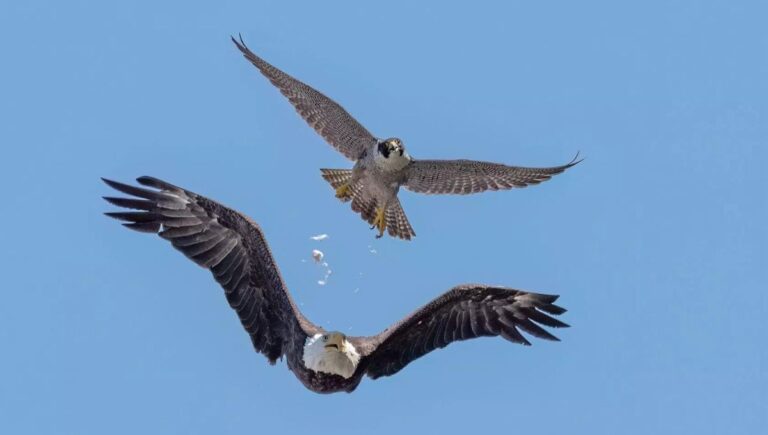 Do Peregrine Falcons Eat Bald Eagles?