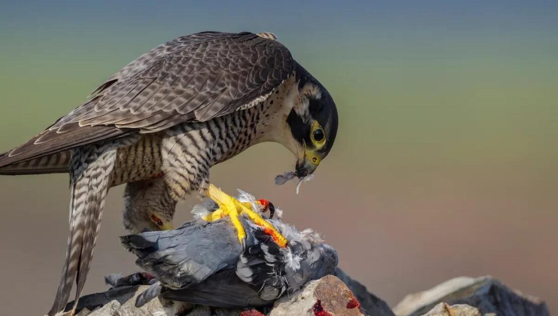 Do Peregrine Falcons Eat Birds