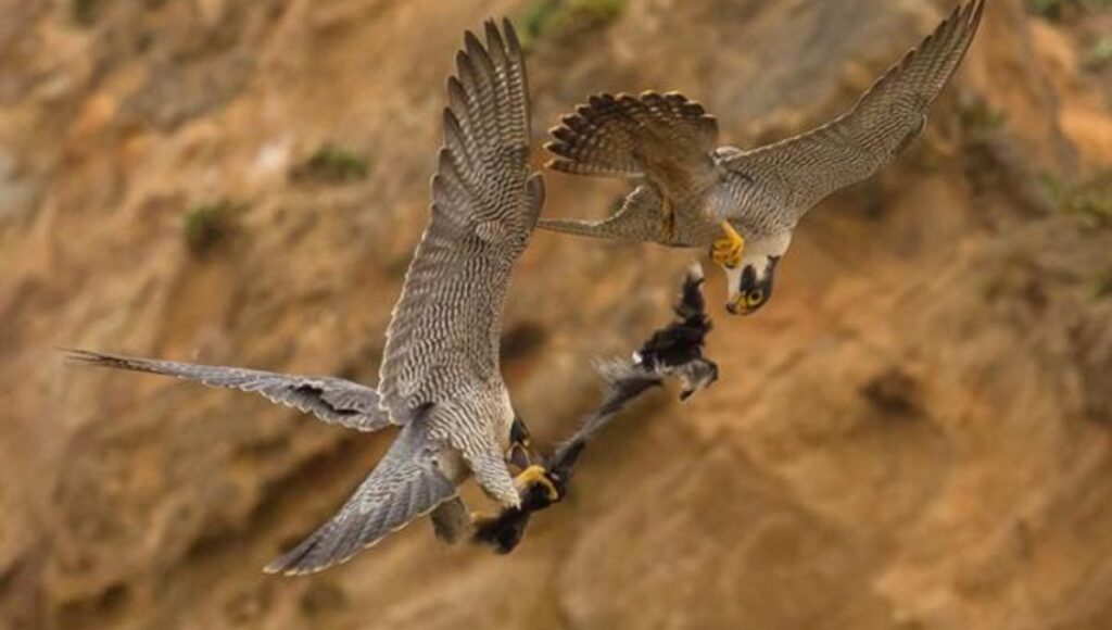 Do Peregrine Falcons Eat Blackbirds