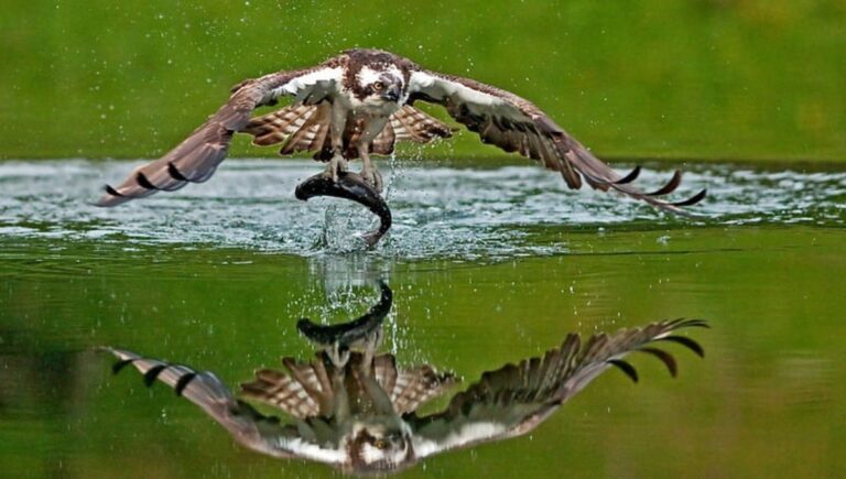 Do Peregrine Falcons Eat Fish? Explained