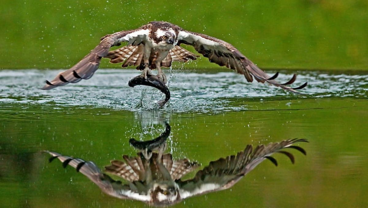 Do Peregrine Falcons Eat Fish