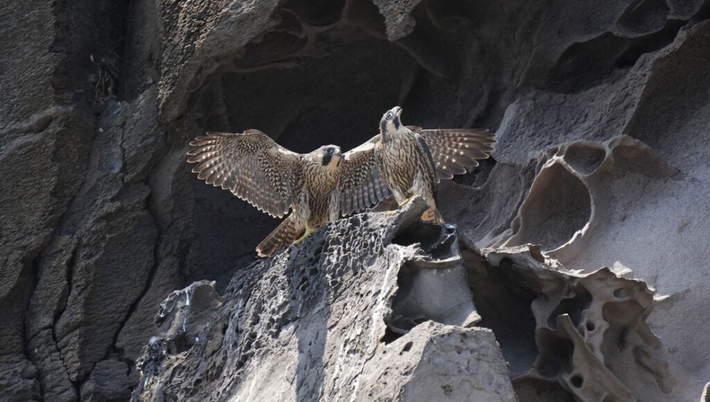 Do Peregrine Falcons Mate For Life