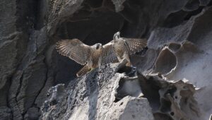 Do Peregrine Falcons Mate For Life? Exploring Their Mating Behavior