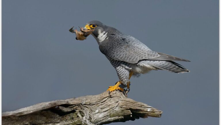 Do Peregrine Falcons Really Eat Bats?