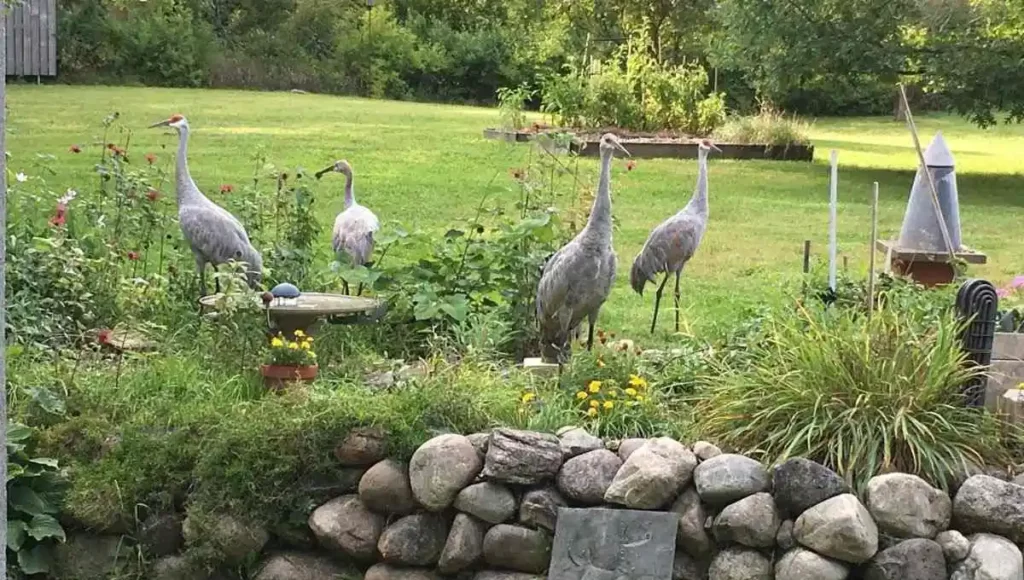 GRAY Cranes in Michigan