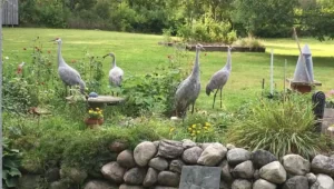 Discover GRAY Cranes in Michigan (2023 With Pictures)