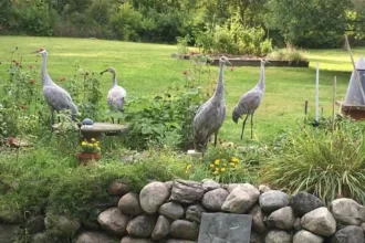 GRAY Cranes in Michigan