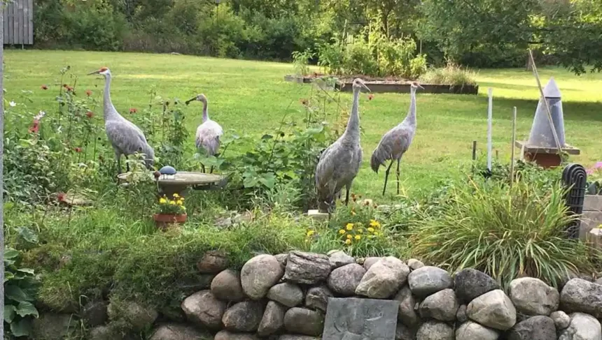 GRAY Cranes in Michigan