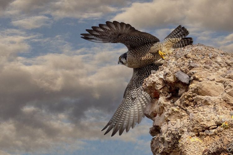 Peregrine Falcon in Arizona