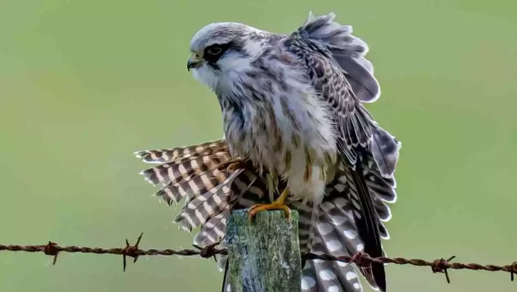 Types of Falcons in Arizona