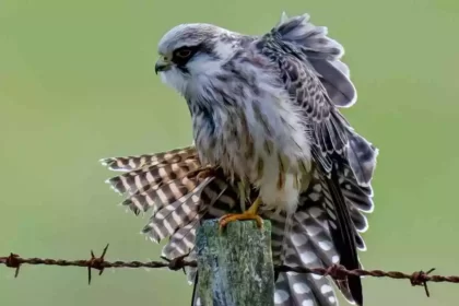 Types of Falcons in Arizona