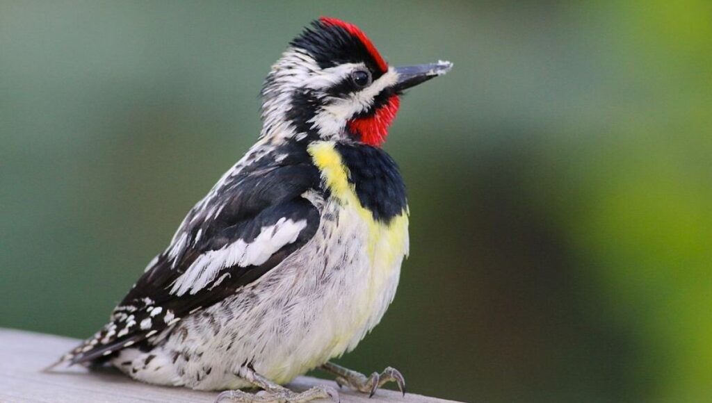 Yellow Belly Birds in Texas