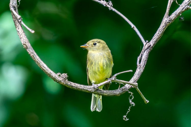 Yellow-bellied Flycatcher