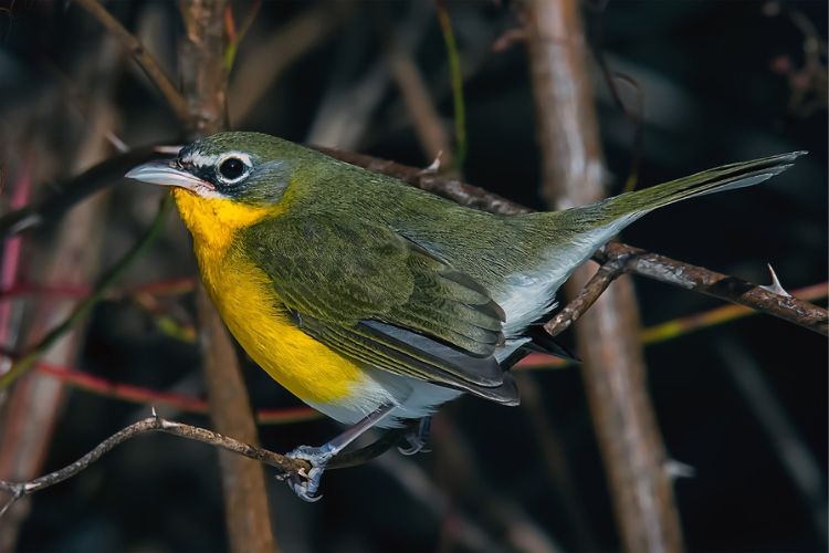 Yellow-breasted Chat