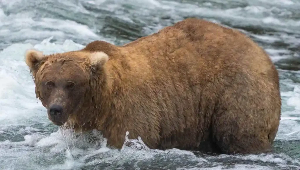 Alaska Bear Grazer Wins Fat Bear Week 2023