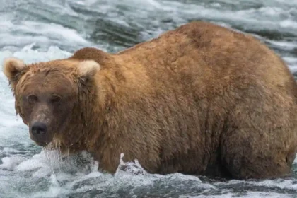 Alaska Bear Grazer Wins Fat Bear Week 2023