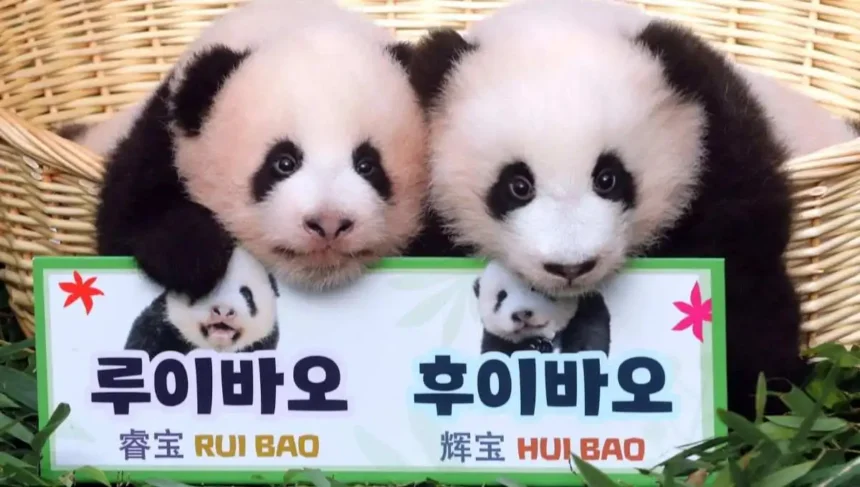 Twin Giant Panda Cubs Get Adorable Names in South Korea