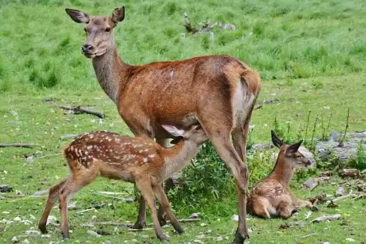 Baby deer survival process