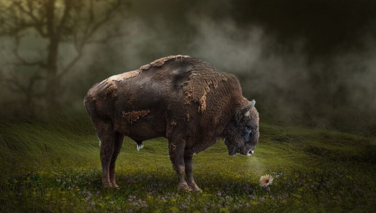 The Triumphant Return of the American Bison: A Conservation Success Story