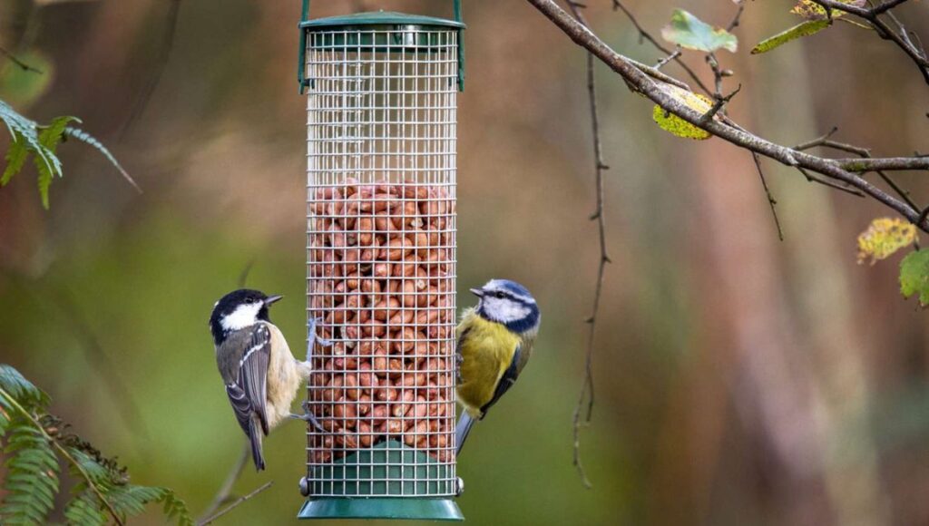 Squirrel-Proof Bird Feeders