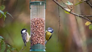 3 Best Squirrel-Proof Bird Feeders