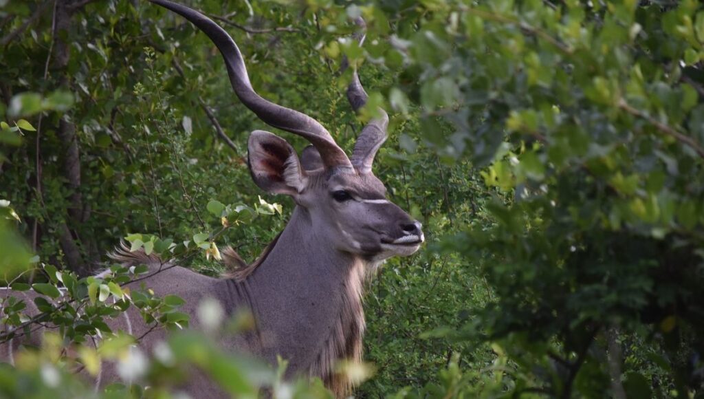 African Animals with Horns