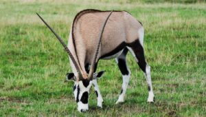 The Iconic 6 Animals with Horns: Nature’s Crowned Wonders