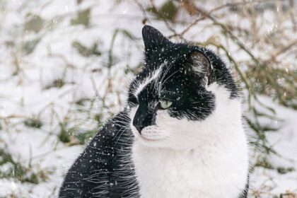 8 Animals Battling the Coldest Conditions on Earth