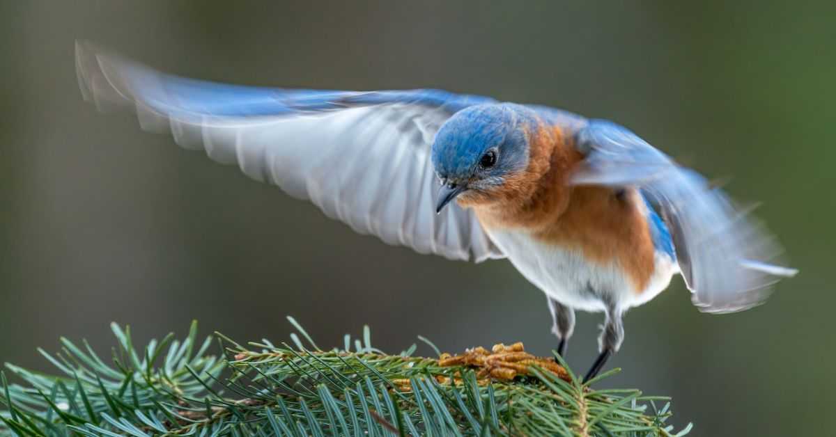 Do Bluebirds Stay in Florida Year round