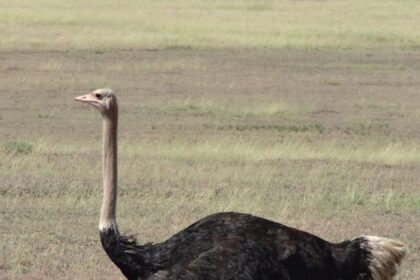 Top 8 Largest Birds in the World