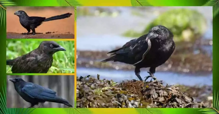 What are the Black Noisy Birds in Florida