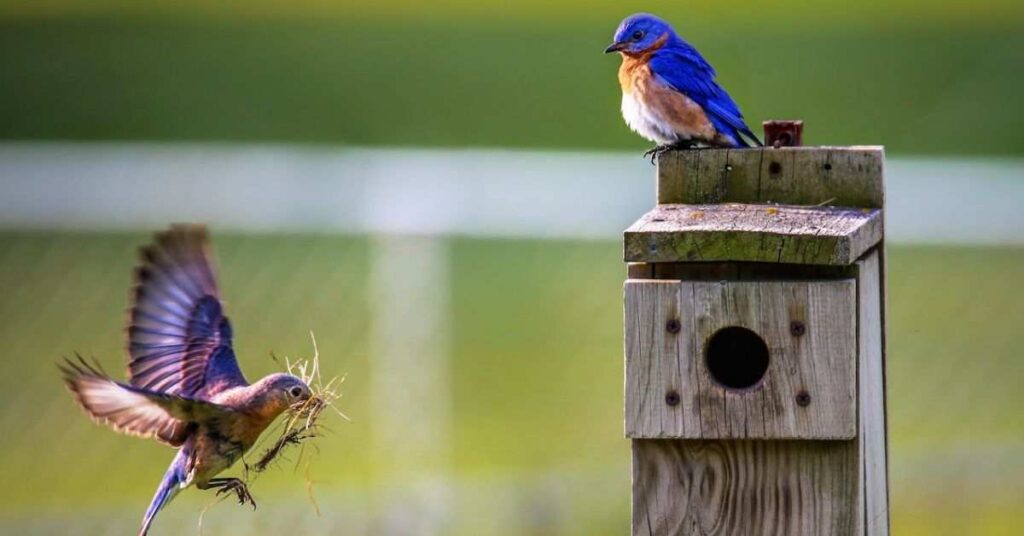 When do Bluebirds Nest in Florida