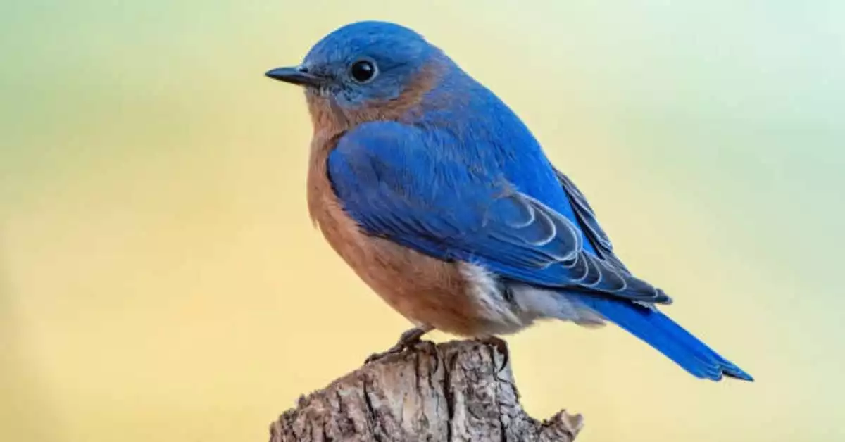 blue birds in venice florida
