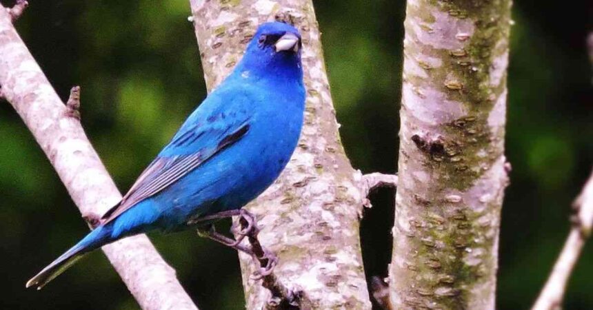 bright blue birds in florida