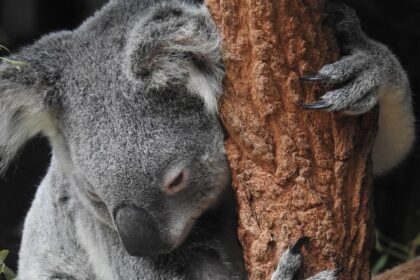 10 Animals That Sleep The Most