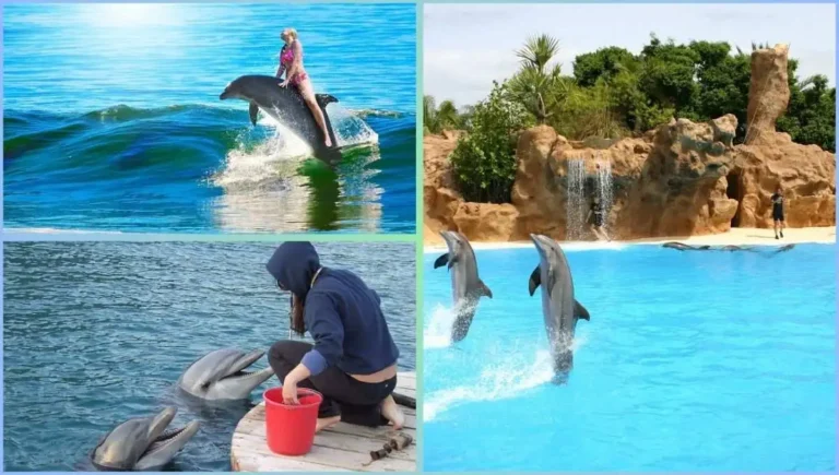 The Best Places to See Dolphins in Florida (2024)