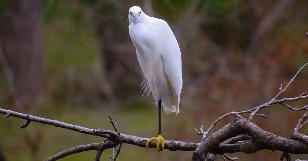 egrets in florida