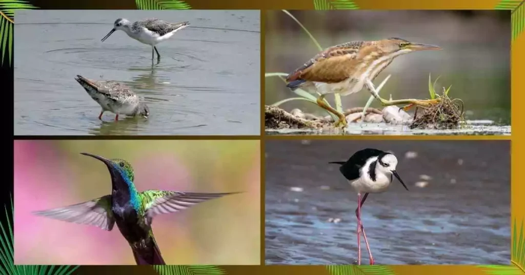 Small Birds with Long Necks