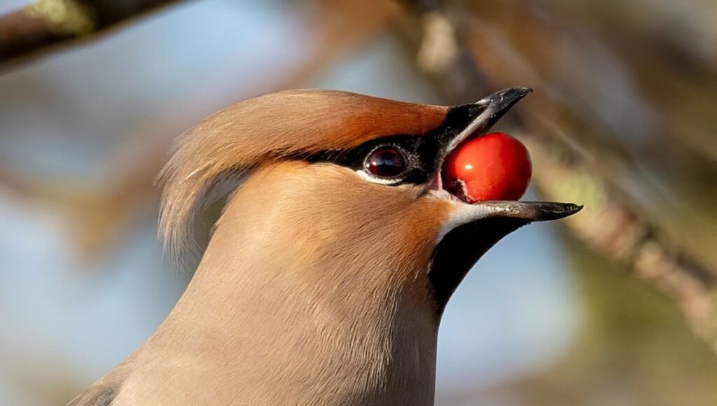 What do birds use their beaks