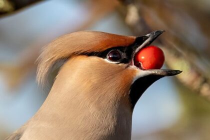What do birds use their beaks