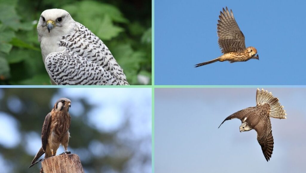 Falcons in Alaska